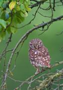 Steinkauz - Little Owl (Athene noctua)
